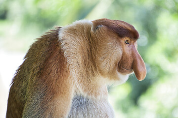 Image showing Nose-Monkey in Borneo