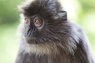 Image showing Black and white Surili monkey in Borneo