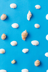 Image showing different sea shells on blue background