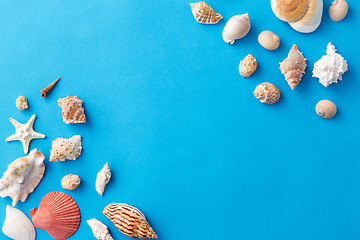 Image showing different sea shells on blue background