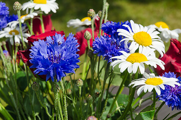 Image showing Blue and white summer flowers close up