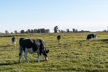 Image showing Serenity with grazing cattle