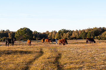 Image showing Cattle in a fall colored grassland