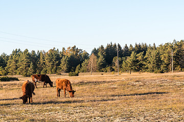 Image showing Grazing cattle in a dry grassland