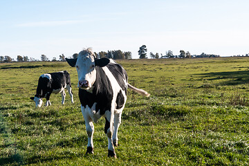 Image showing Black and white cattle in a green landscape