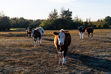 Image showing Cattle on the go in a dry grassland