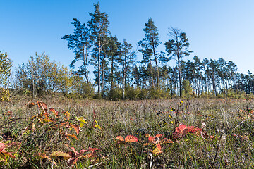 Image showing Nature view in fall season