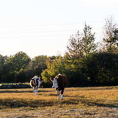 Image showing Two backlit young cows