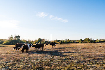 Image showing Dry grassland with grazing cattle