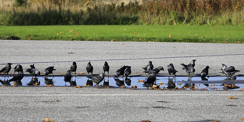 Image showing Jackdaws, Corvus monedula, Drinking by Pond