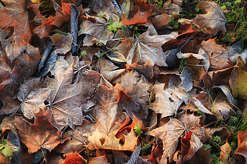 Image showing Frost on Fallen Autumn Leaves