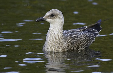 Image showing Seagull