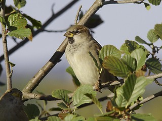 Image showing House Sparrow. 