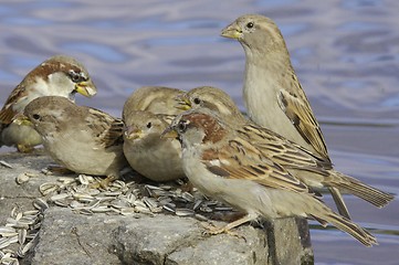 Image showing House Sparrow. 