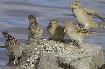 Image showing House Sparrow. 