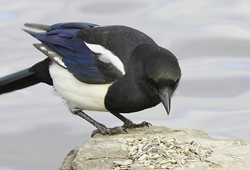 Image showing Magpie