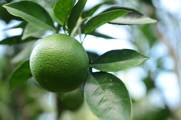 Image showing Green organic citrus fruit 