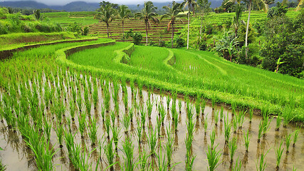 Image showing Jatiluwih rice terrace with sunny day in Ubud, Bali