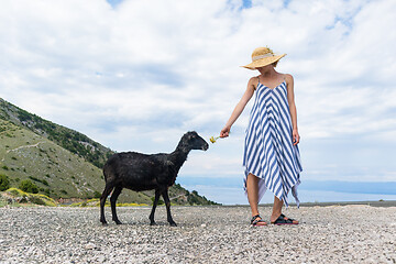 Image showing Young attractive female traveler wearing striped summer dress and straw hat squatting, feeding and petting black sheep while traveling Adriatic coast of Croatia