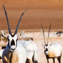 Image showing Large antelopes with spectacular horns, Gemsbok, Oryx gazella, in Oman desert