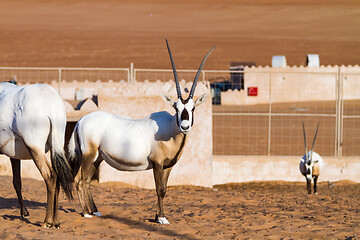 Image showing Large antelopes with spectacular horns, Gemsbok, Oryx gazella, being bred in captivity in Oman desert.