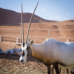 Image showing Large antelopes with spectacular horns, Gemsbok, Oryx gazella, being bred in captivity in Oman desert.