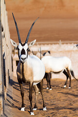 Image showing Large antelopes with spectacular horns, Gemsbok, Oryx gazella, being bred in captivity in Oman desert.