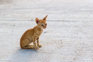 Image showing Tiny skiny hungry stray red kitten outdoors