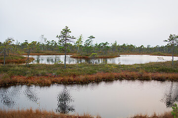 Image showing swamp lakes in autumn