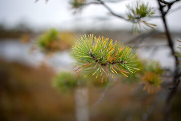 Image showing bog pine branch in autumn