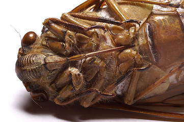 Image showing Cicada