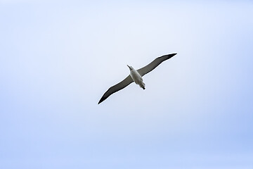 Image showing Albatross bird in the sky