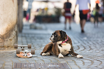 Image showing Beautiful german boxer dog wearing red collar, lying outdoors on the street guarding his owner\'s skateboard