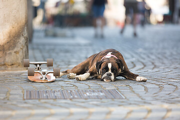 Image showing Beautiful german boxer dog wearing red collar, lying outdoors on the street guarding his owner\'s skateboard