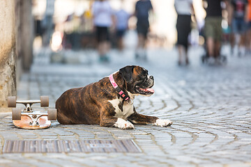 Image showing Beautiful german boxer dog wearing red collar, lying outdoors on the street guarding his owner\'s skateboard