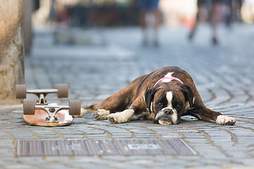 Image showing Beautiful german boxer dog wearing red collar, lying outdoors on the street guarding his owner\'s skateboard