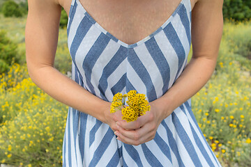 Image showing Torso of young woman wearing striped summer dress in super bloom of wildflowers, holding bouquet of yellow flowers in beautiful nature of Adriatic sea coastal nature of Croatia