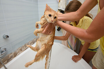 Image showing Wet bathed red cat held over bathtub