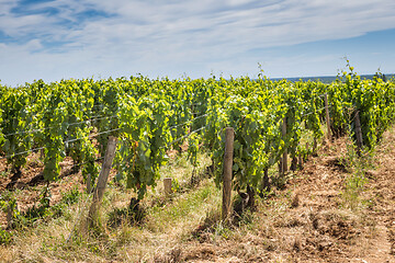 Image showing View of in the vineyard in Burgundy home of pinot noir and chardonnay in summer day with blue sky