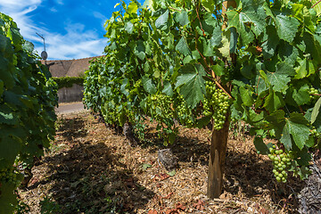 Image showing View of in the vineyard in Burgundy home of pinot noir and chardonnay in summer day with blue sky