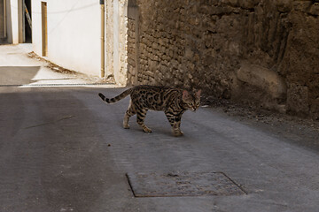 Image showing Walking cat on the street in Meursault, Burgundy, France