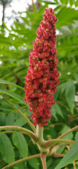 Image showing Rhus typhina red flower over green background