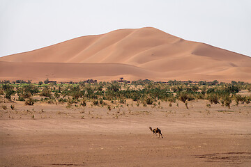 Image showing Camels walking near big dunes in desert