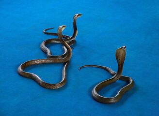 Image showing three cobra on carpet