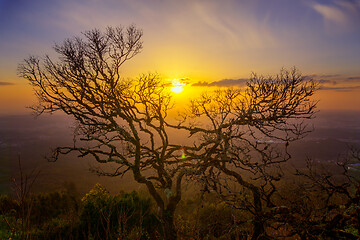 Image showing Bare branches of old tree and sunset 