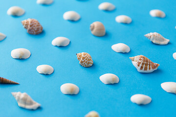 Image showing different sea shells on blue background