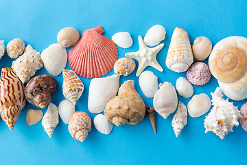 Image showing different sea shells on blue background