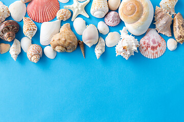 Image showing different sea shells on blue background