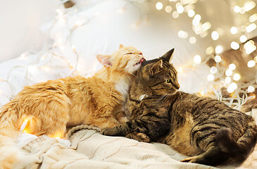 Image showing two cats lying in bed with garland at home