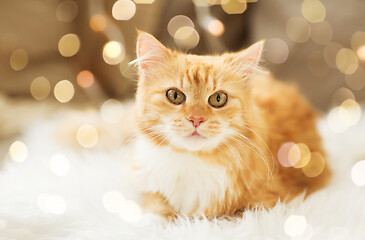 Image showing red tabby cat on sofa with sheepskin at home